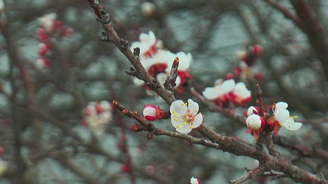 花上的蜜蜂视频素材