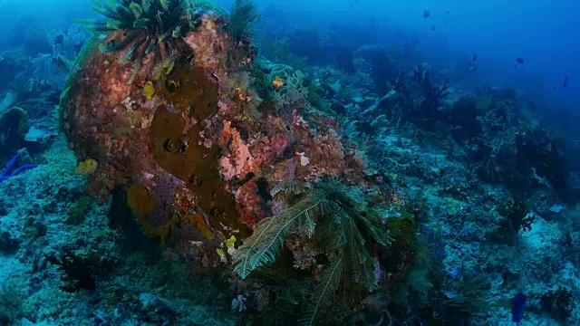 Raja Ampat，珊瑚礁，海底视频素材