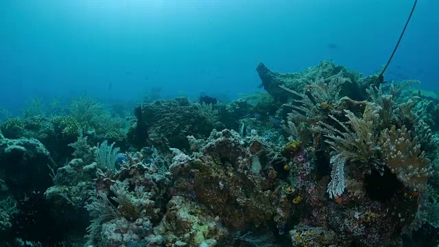 拉贾·安帕，珊瑚礁，热带海视频素材