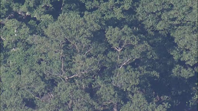 日本鹿儿岛屋久岛航拍视频素材