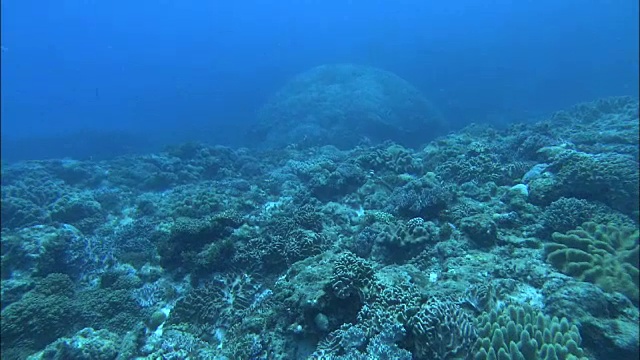 日本鹿儿岛喜海岛珊瑚礁水下拍摄视频素材