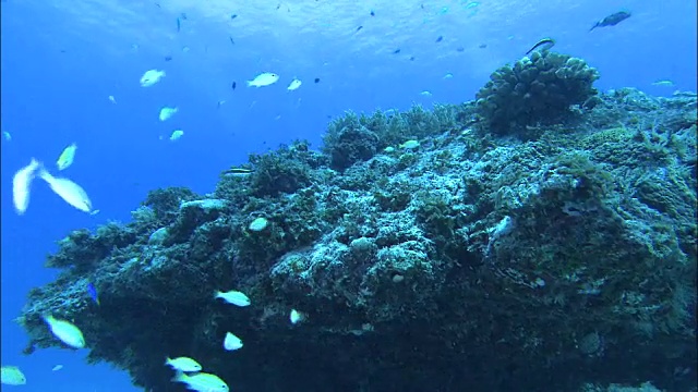 日本鹿儿岛喜海岛水下射击视频素材