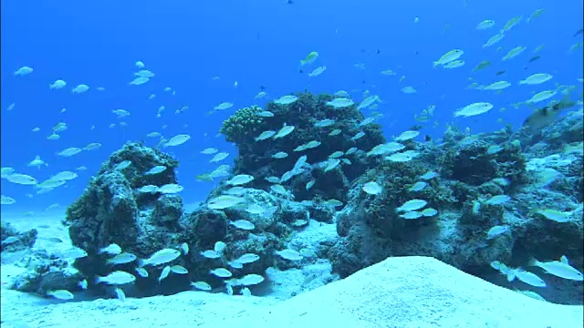 日本鹿儿岛喜海岛水下珊瑚礁和无数鱼的照片视频素材