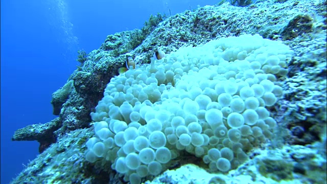 日本鹿儿岛喜海岛水下射击视频素材