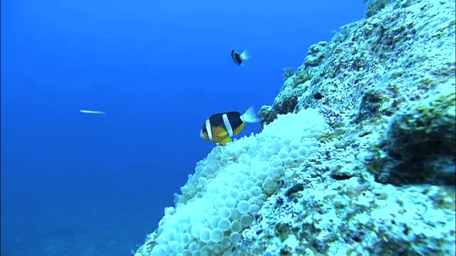 日本鹿儿岛喜海岛水下射击视频素材