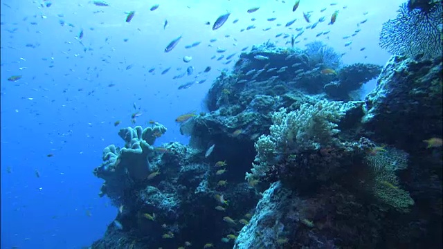 日本鹿儿岛喜海岛水下射击视频素材