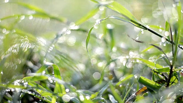 美丽的露珠在清晨的雨后，水滴的叶子和草视频素材