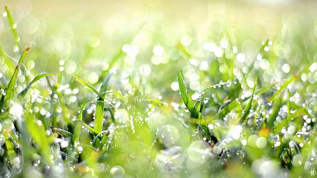 美丽的露珠在清晨的雨后，水滴的叶子和草视频素材