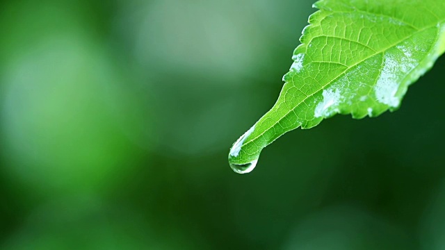 水珠以清新的绿叶为背景，近距离的露珠从树叶上落下视频素材