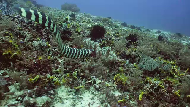 带状海蛇视频素材