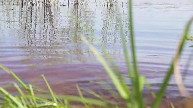 池塘里的小浪视频素材