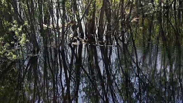 淹没的树木和水面上的圆圈视频素材