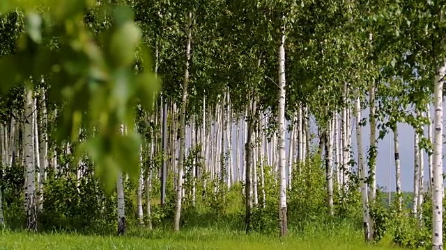 美丽的风景。俄罗斯的森林。白桦树干。视频素材