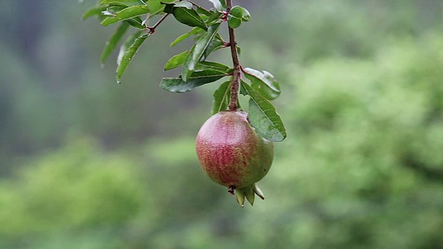 石榴树和水果视频素材