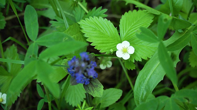 花和草莓叶视频素材