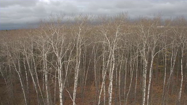 AERIAL:光秃秃的桦树，郁郁葱葱的绿色云杉和令人惊叹的森林中的落叶树视频素材