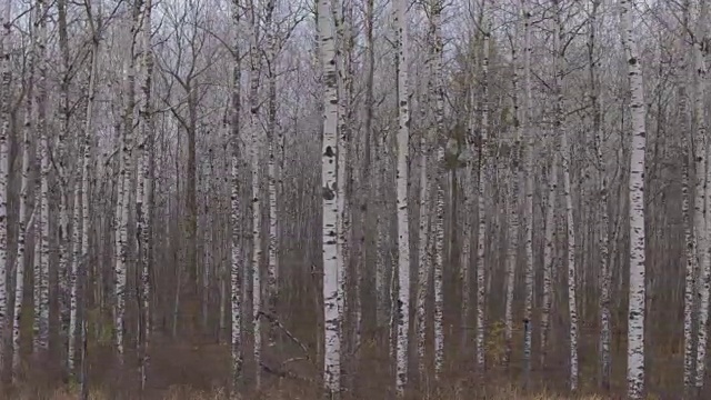 天线:黑色和白色的狭长树干在神秘的无叶白桦林视频素材