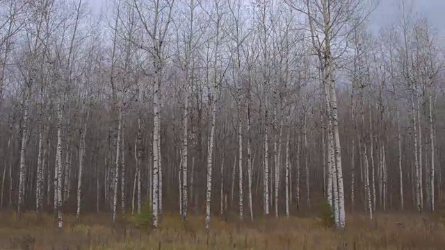 天线:在美丽的无叶桦树林中，黑色和白色的狭长树干视频素材