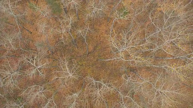 空中镜头:在一片光秃秃的树林里，被砍倒的树干躺在地上视频素材