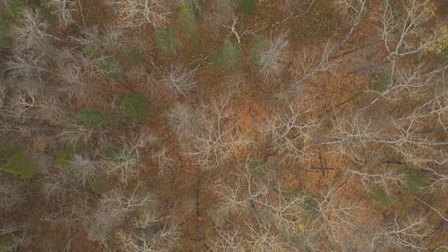 AERIAL:秋天森林里光秃秃的树木和郁郁葱葱的绿色云杉视频素材