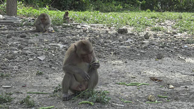 猴子在地上吃长豆角。视频素材