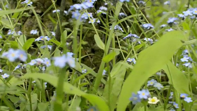 城市公园里的绿叶勿忘我花。盛开的野草。勿忘我草野花视频素材