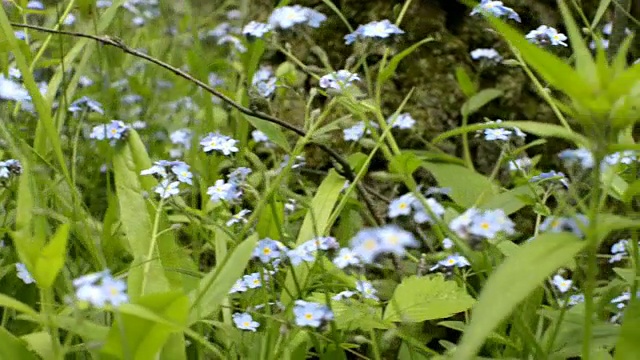 城市公园里的绿叶勿忘我花。盛开的野草。勿忘我草野花视频素材