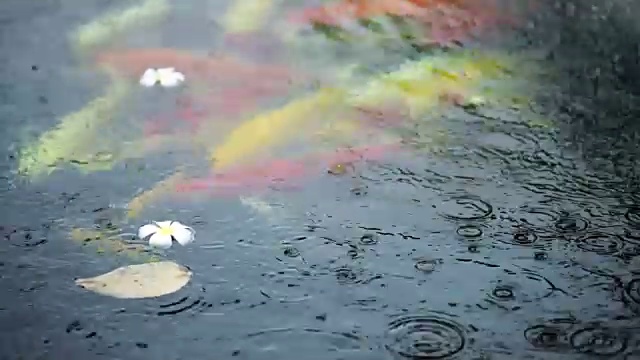 大雨淋在鲤鱼鱼塘上视频素材