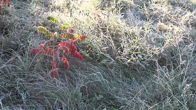 霜草到花园里的彩色树。第一个冷花园。FullHD视频素材