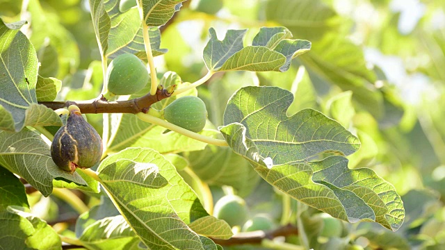 挂在无花果树上的成熟无花果视频素材