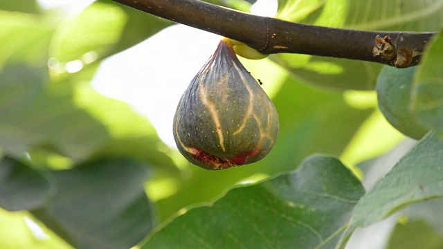 成熟无花果挂果视频素材