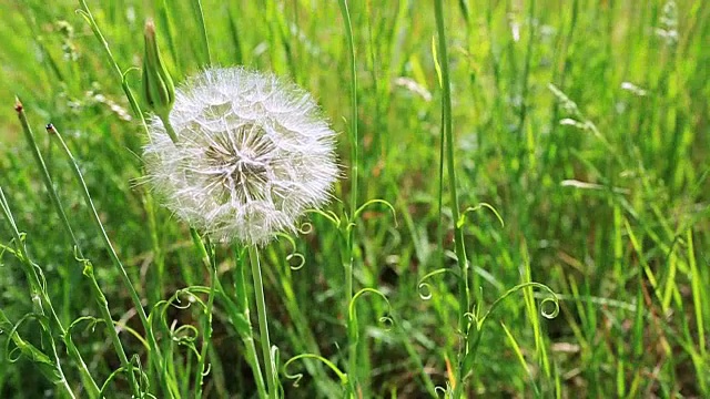 春天的花朵，绿草中的蒲公英视频素材