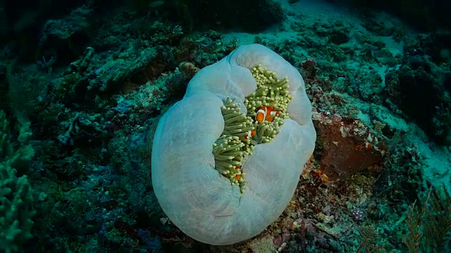 海葵和小丑鱼的共生关系视频素材