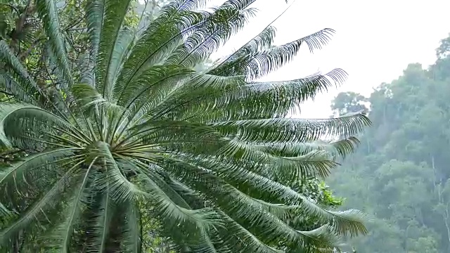 雨中的森林视频素材