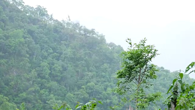 雨中的森林视频素材