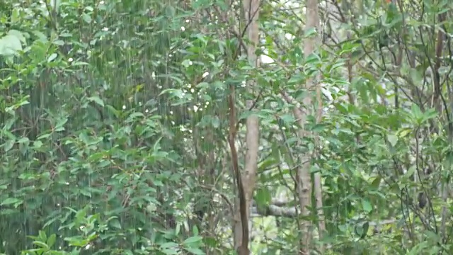 雨中的森林视频素材