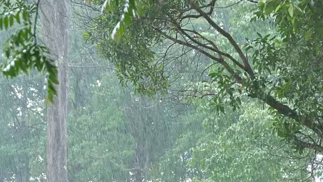 雨中的森林视频素材