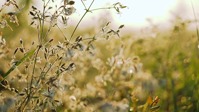 黎明时草地上白色的花朵。视频素材