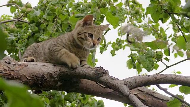 灰条纹小猫在树上玩耍。夹在4 k视频素材