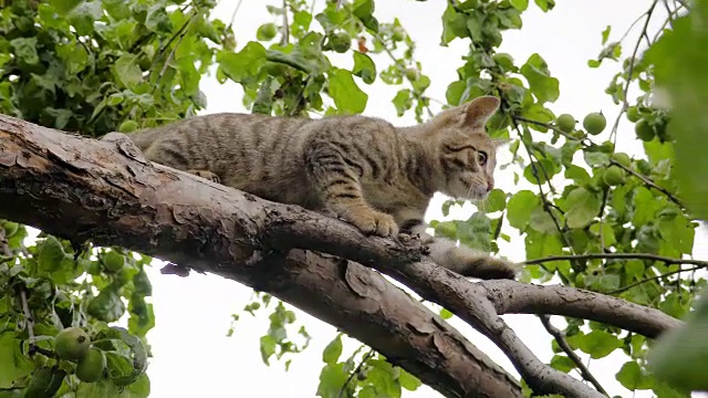 灰条纹小猫在树上玩耍。夹在4 k视频素材