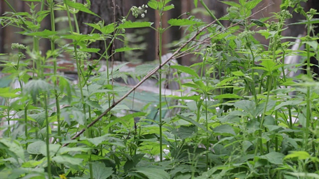 垃圾堆在森林里，环境污染，夏日阳光明媚，森林里，绿树成荫。视频素材