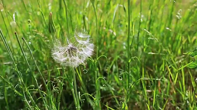 风吹起蒲公英的种子视频素材