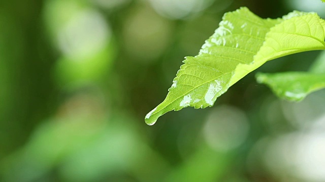 水珠以清新的绿叶为背景，近距离的露珠从树叶上落下视频素材