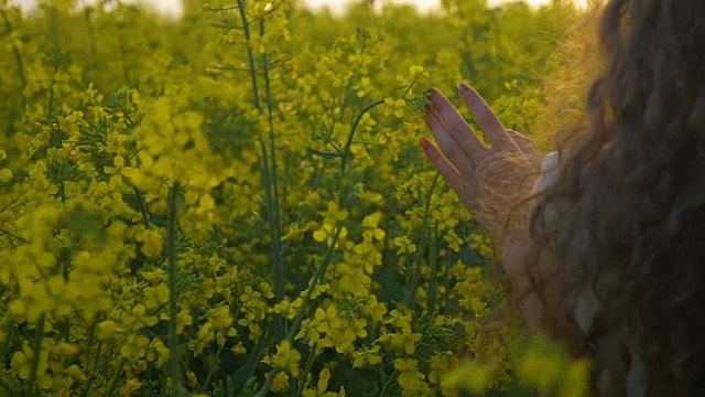 女人的手抚摸油菜花走在油菜籽地和放松的特写视频素材