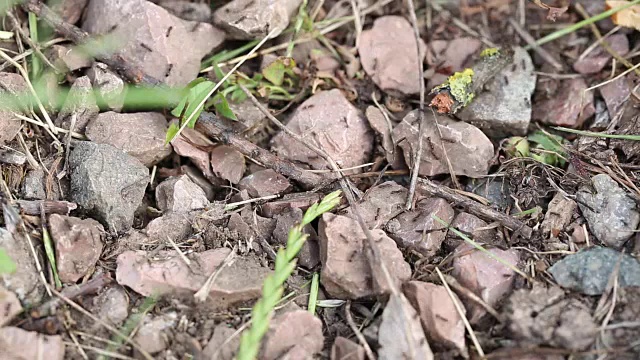 蚁丘上蚂蚁的大量聚集和移动视频素材