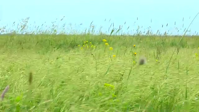 春日草原花草茂盛视频素材