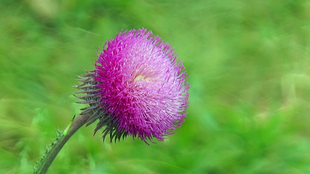 蓟花茎上的花视频素材