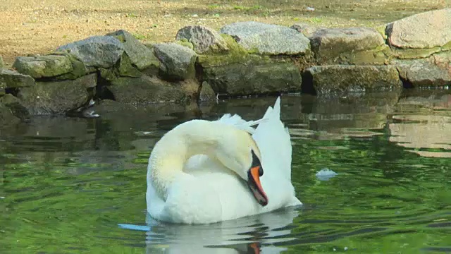 池塘里的白天鹅边喝水边摇头视频素材