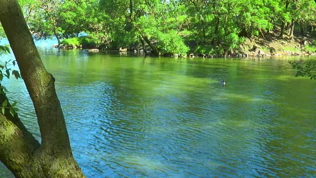 河在森林里的河鹅游泳视频素材