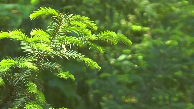 树枝与幼针一起吃视频素材